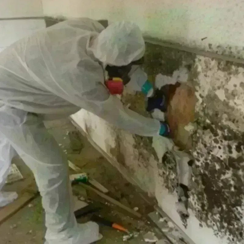 Mold Remediation and Removal in Claypool, AZ